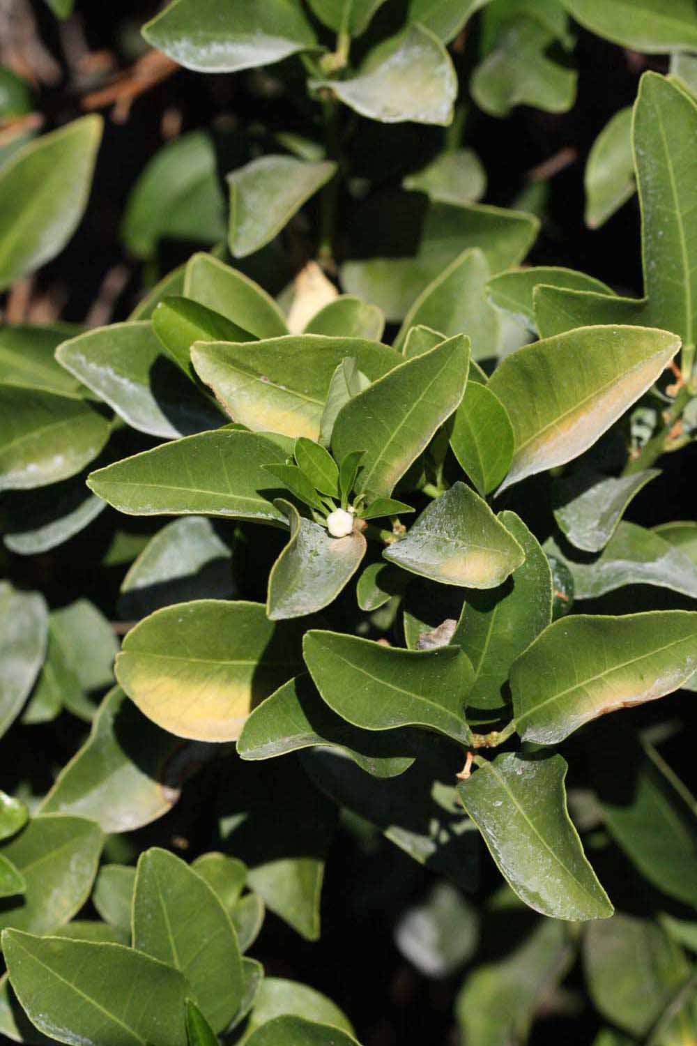              Sun leaves (Riverside, CA)       